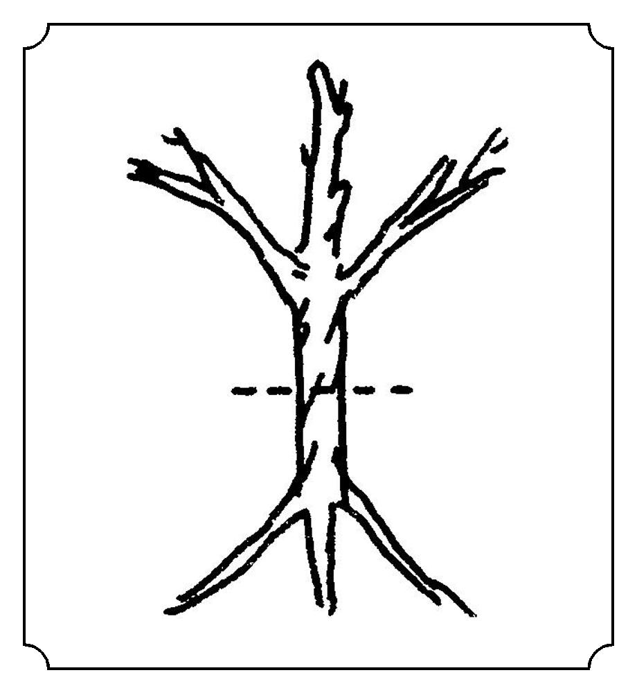 朱 (②朱) 笔画: 六笔  部首: 木 / 丿 繁体字: 朱 字解 词解 例句